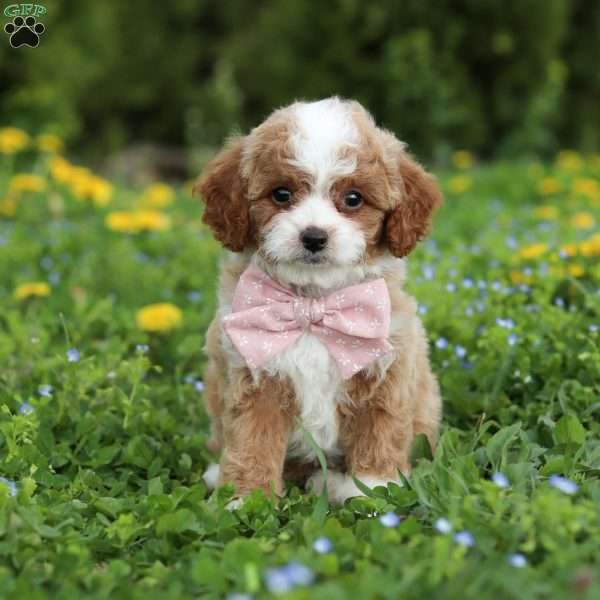 Bambi, Cavapoo Puppy